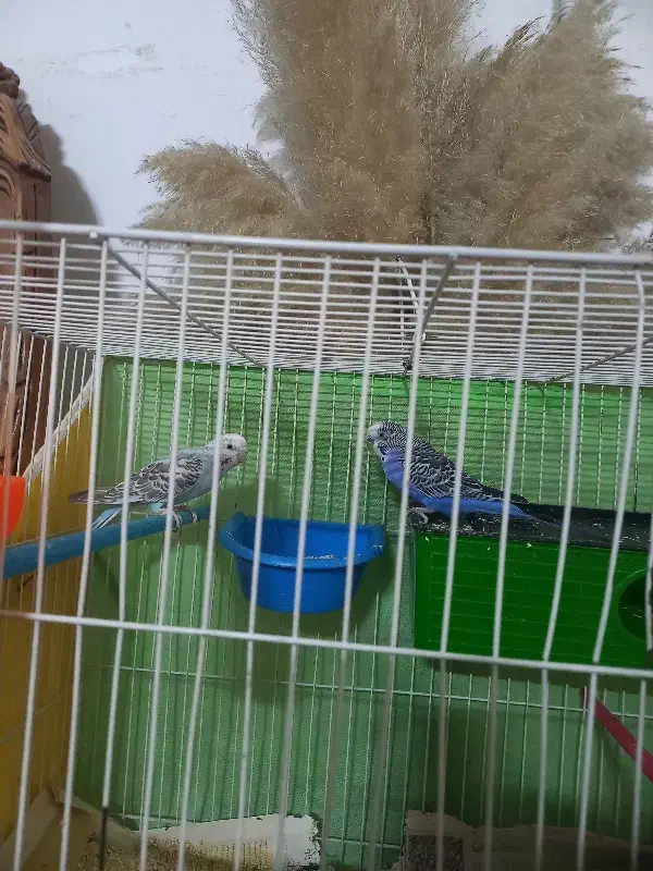 مرغ عشق با تمام وسایل|پرنده|مشهد, کوثر|دیوار