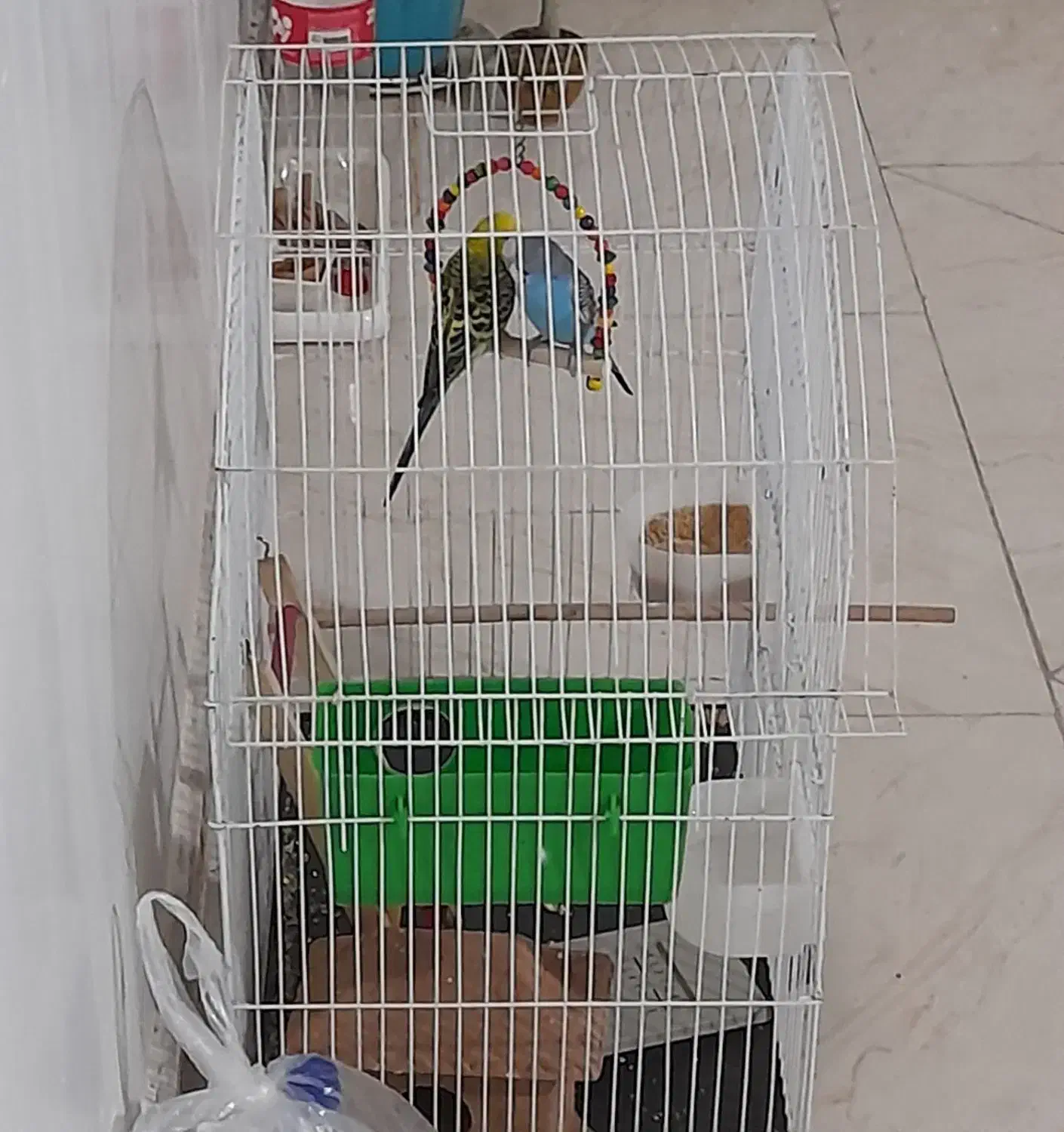 مرغ عشق|پرنده|پاکدشت, پاکدشت (مامازند)|دیوار