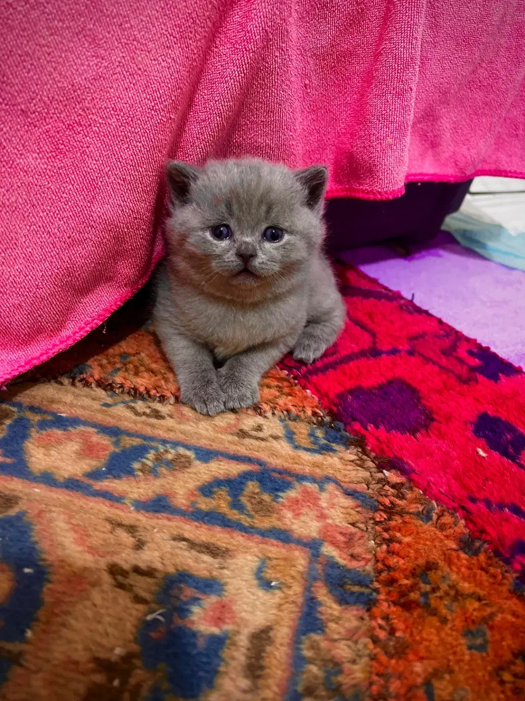 گر به بریتش|گربه|تهران, چیذر|دیوار