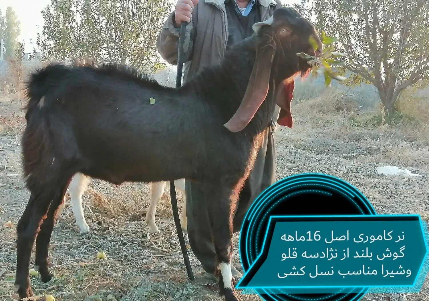 فروش تعدادی بزغاله اصل و یک نر ویک بز|حیوانات مزرعه|بوکان, |دیوار