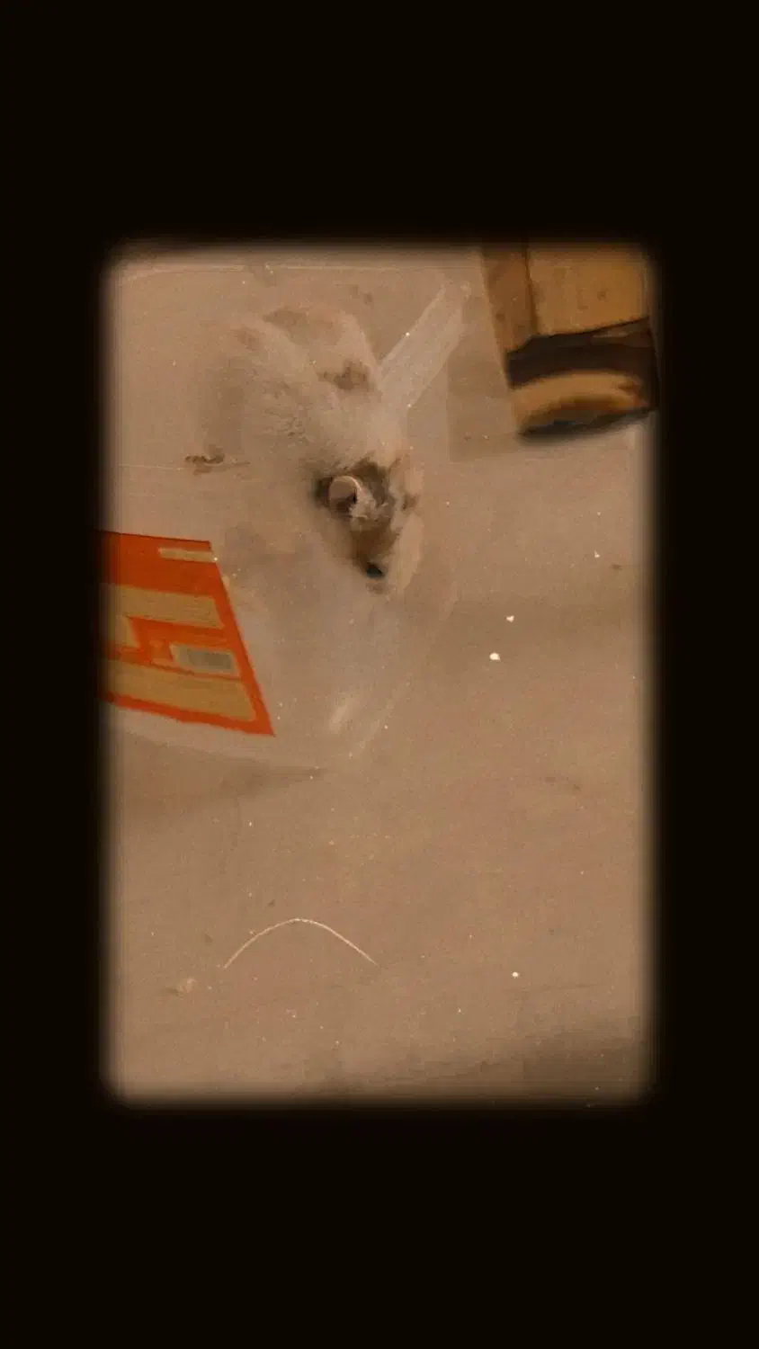 بچه همستر|موش و خرگوش|مشهد, توس (بلوار توس)|دیوار