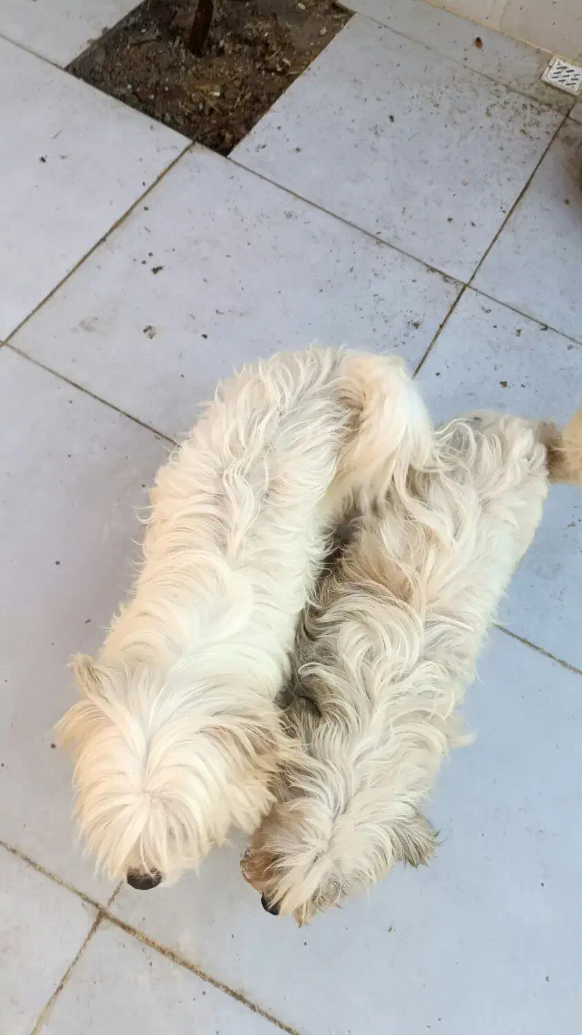 واگذاری پاکوتا پشمالو|سگ|رشت, منظریه|دیوار