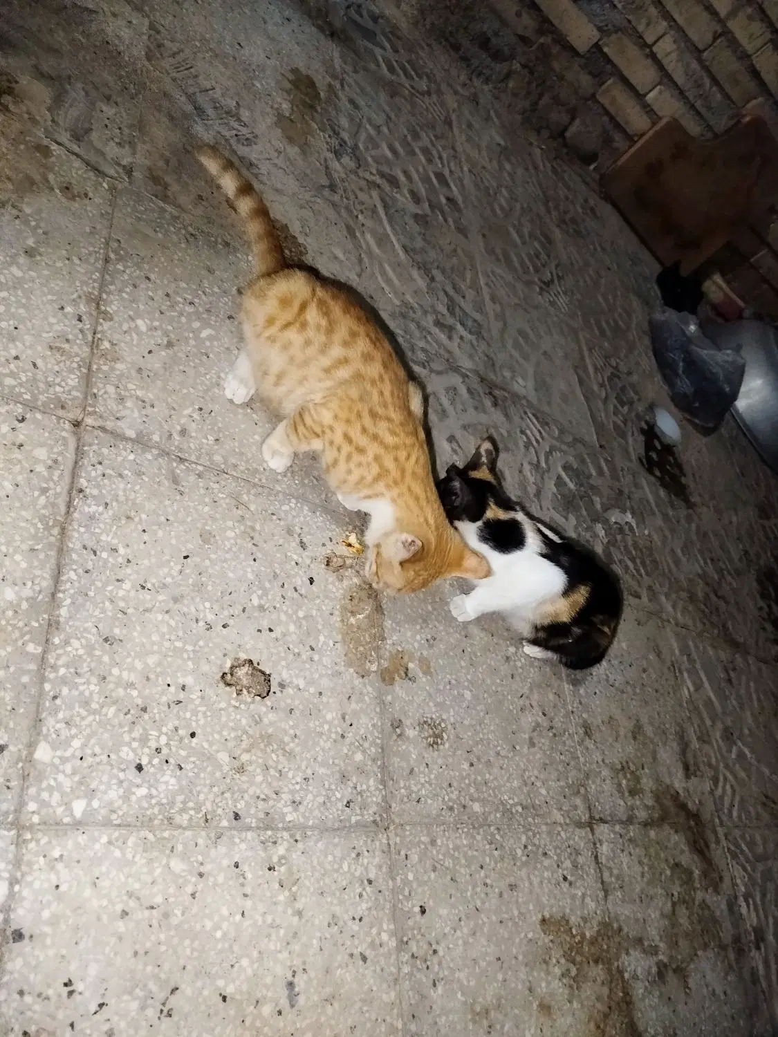 گربه|گربه|خواف, |دیوار