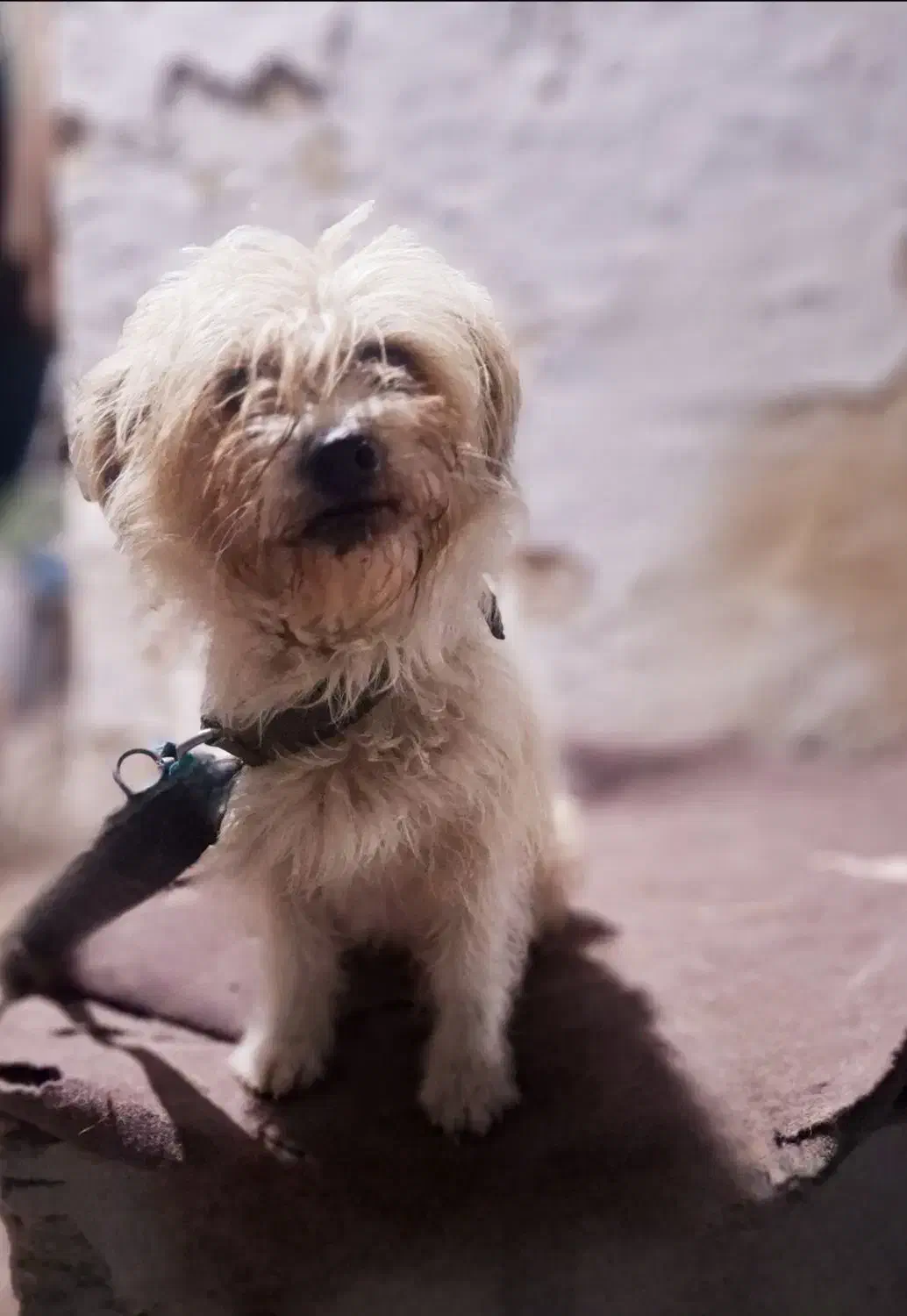 سگ پا کوتاه|سگ|ساری, |دیوار