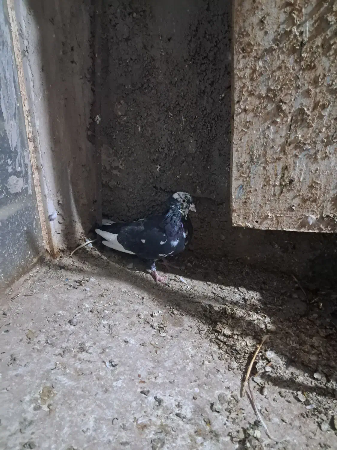 300|پرنده|اردکان, |دیوار