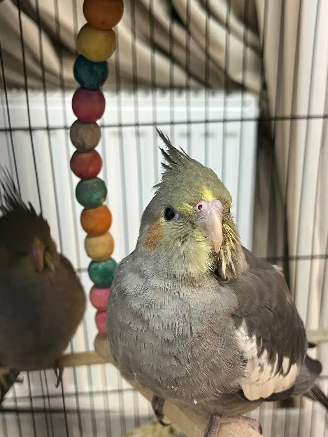 جوجه عروس هلندی دو ماهه|پرنده|تهران, منیریه|دیوار