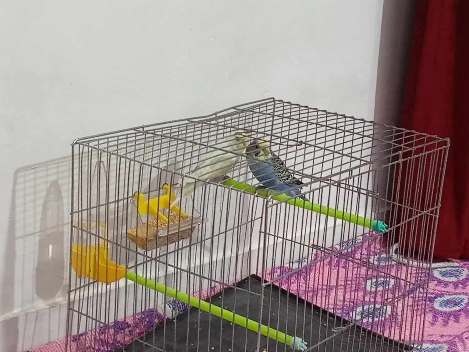 مرغ عشق|پرنده|تالش, هشتپر|دیوار