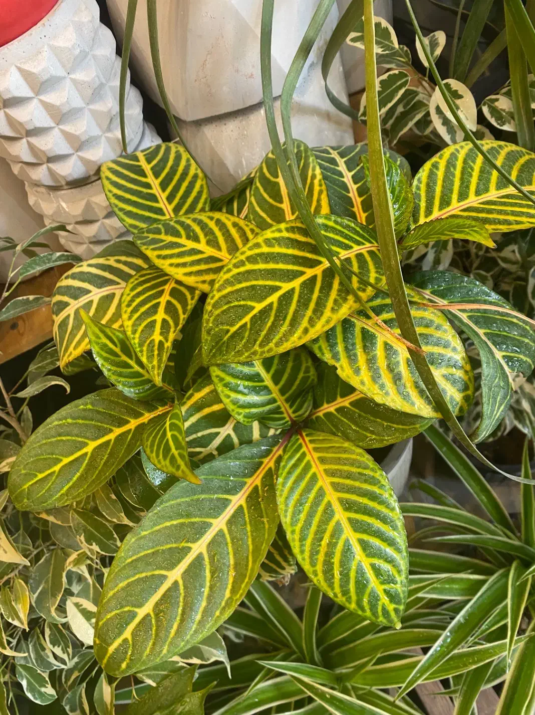 گل های طبیعی|گل و گیاه طبیعی|اراک, |دیوار