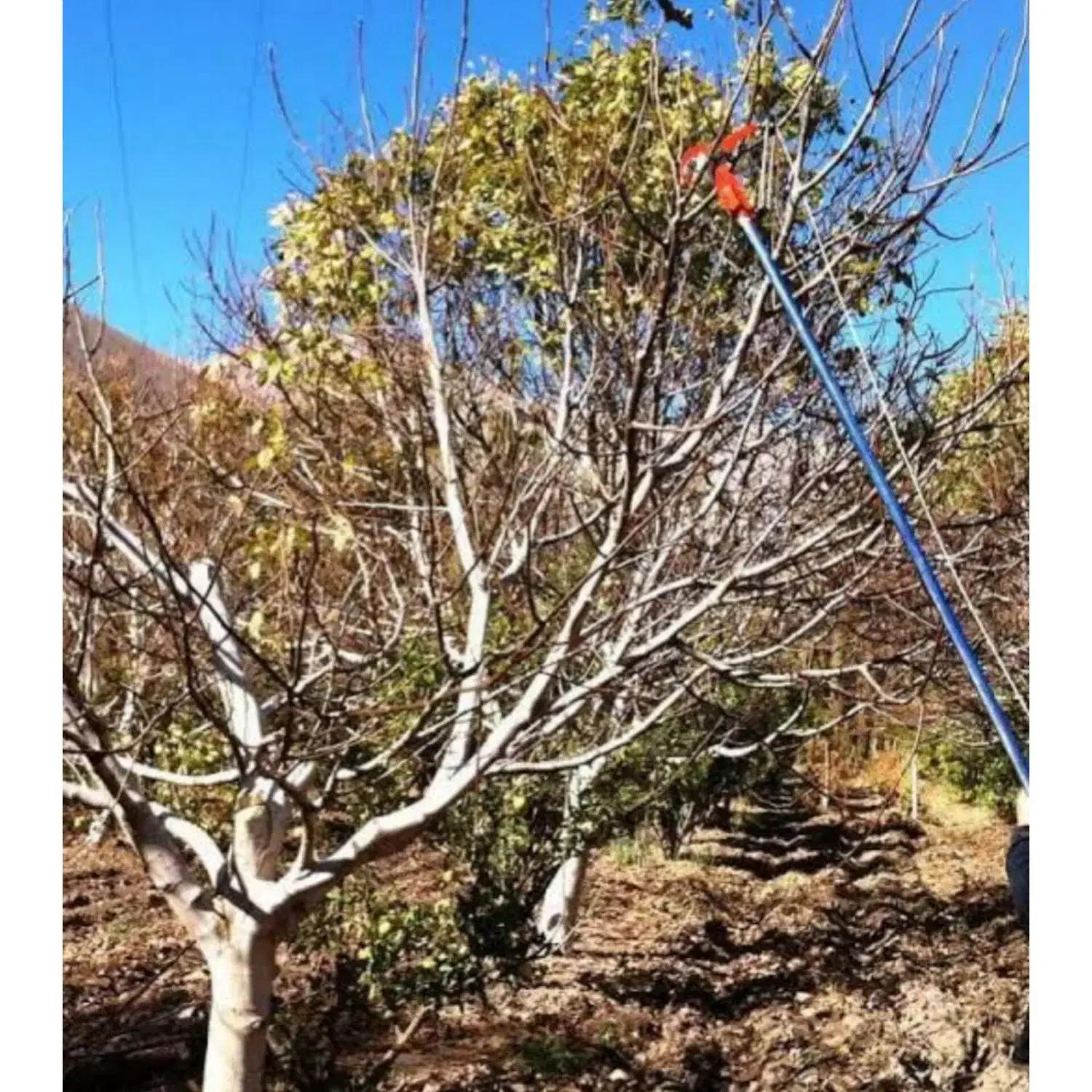 هرس درخت و باغداری|خدمات باغبانی و درختکاری|بجنورد, |دیوار