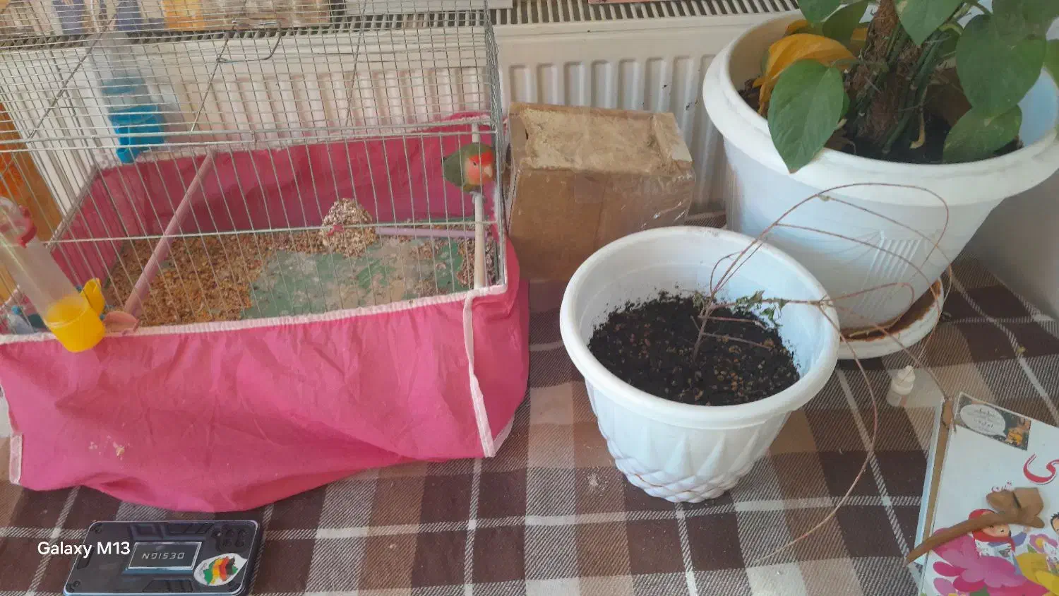 کوتوله برزیلی|پرنده|فولادشهر, فولادشهر|دیوار