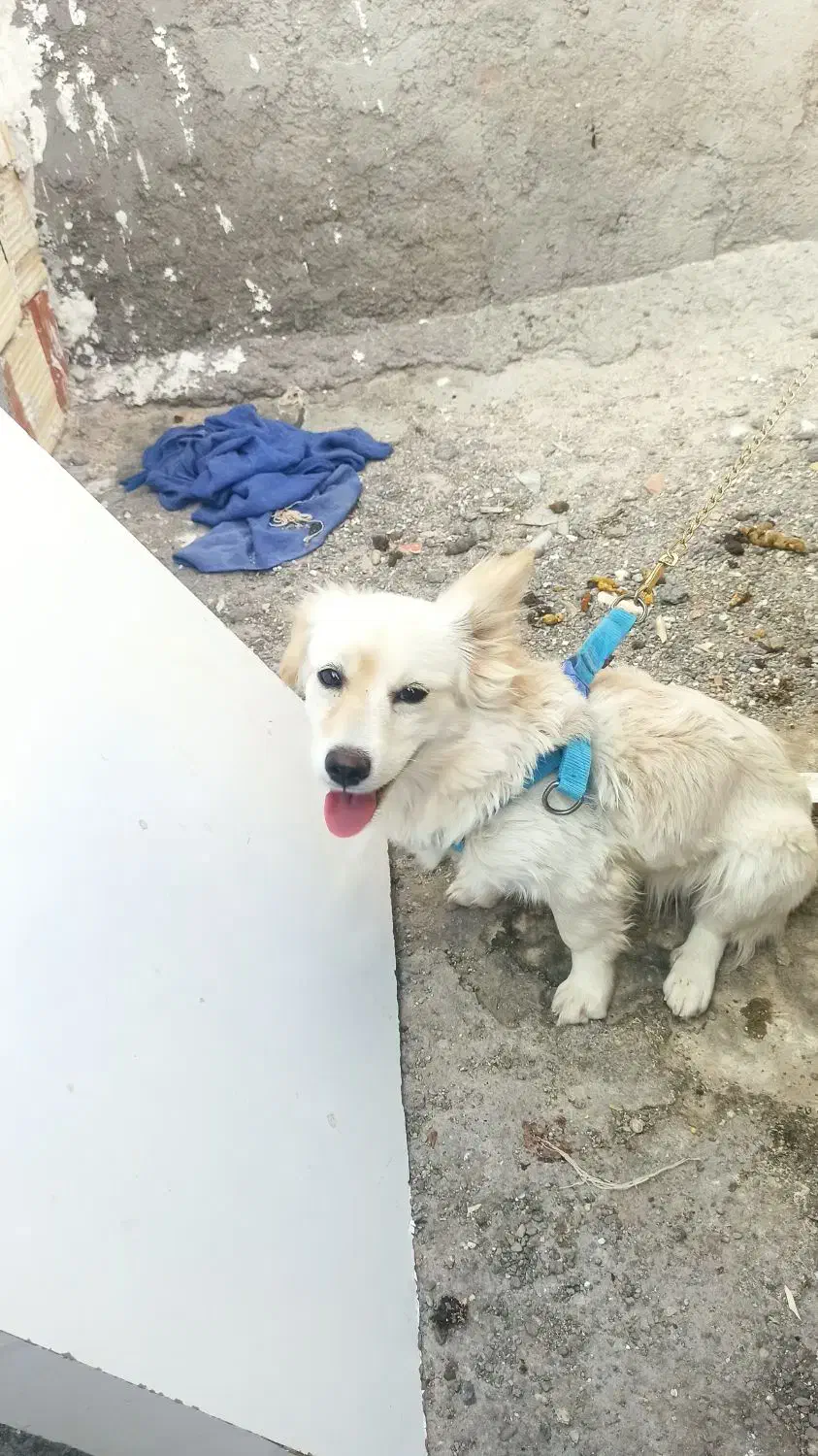 سگ خونگی|سگ|زابل, |دیوار