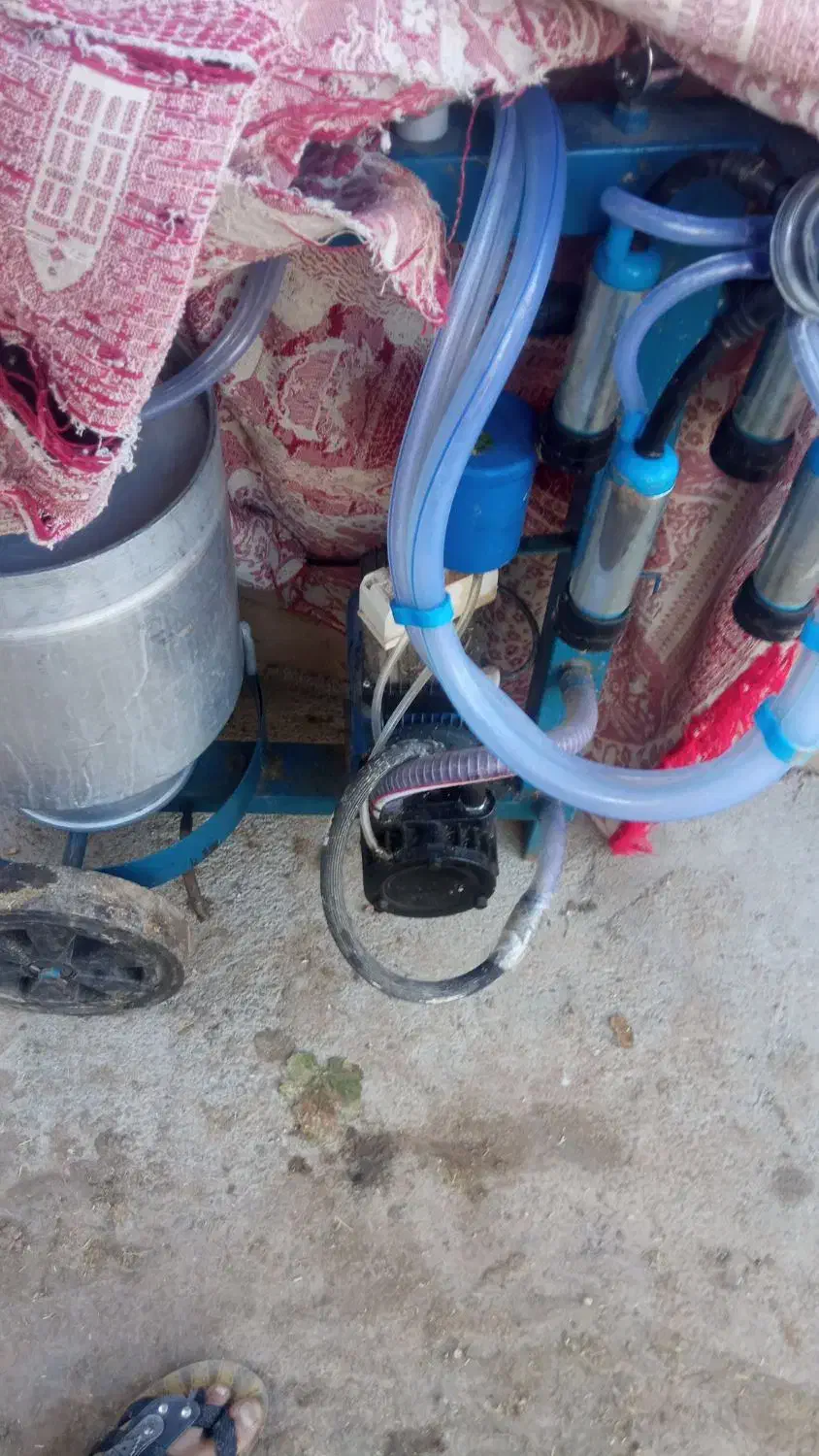 دو عدد گاو شیرده|حیوانات مزرعه|شیروان (خراسان), |دیوار