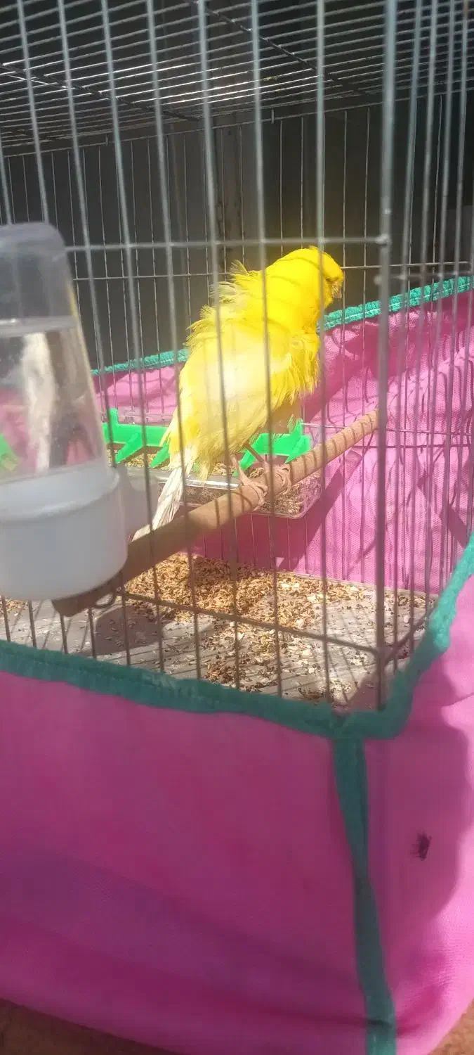 قناری فر|پرنده|بندر انزلی, بشمن|دیوار