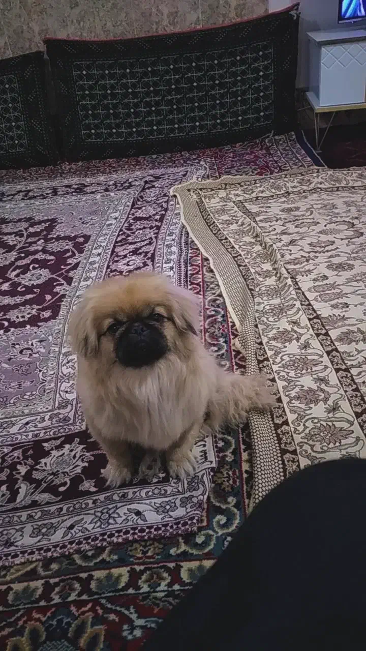 سگ پکینز اصل جنسیت نر، معاوضه با گوشی|سگ|تربتحیدریه, پائین ولایت|دیوار