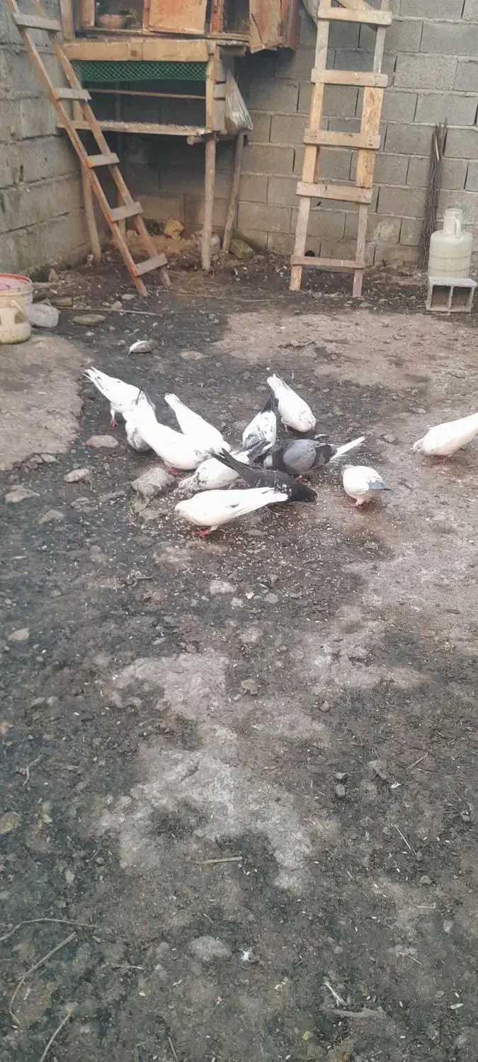 کبوتر|پرنده|لاهیجان, آهندان|دیوار