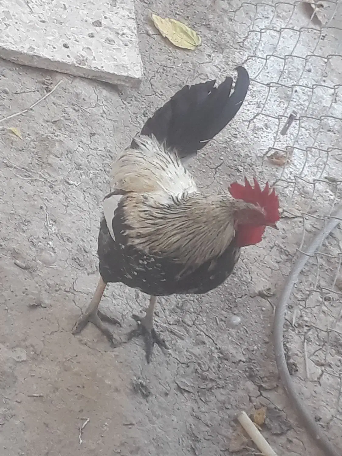 خروس عربی|پرنده|شادگان, |دیوار