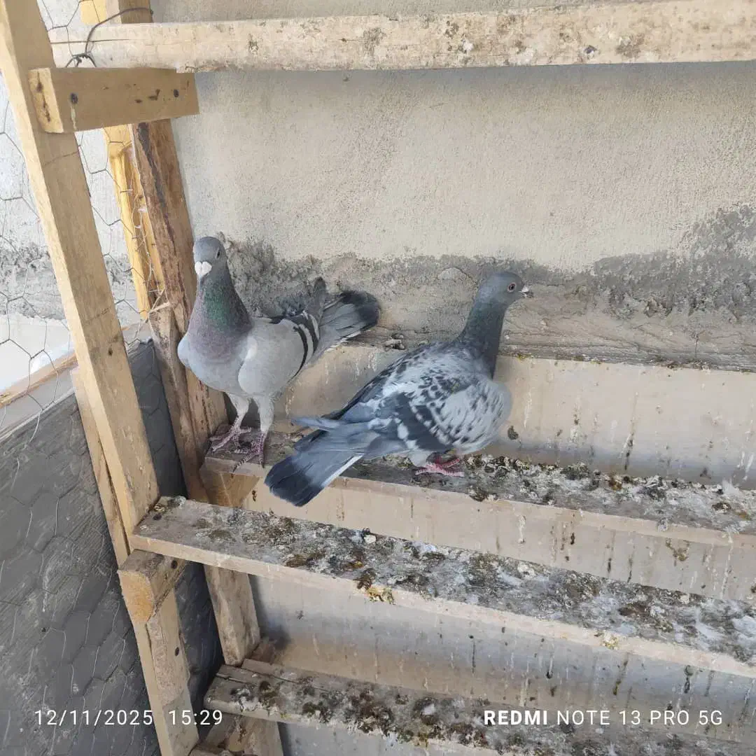 کبوتر|پرنده|ایلام, |دیوار