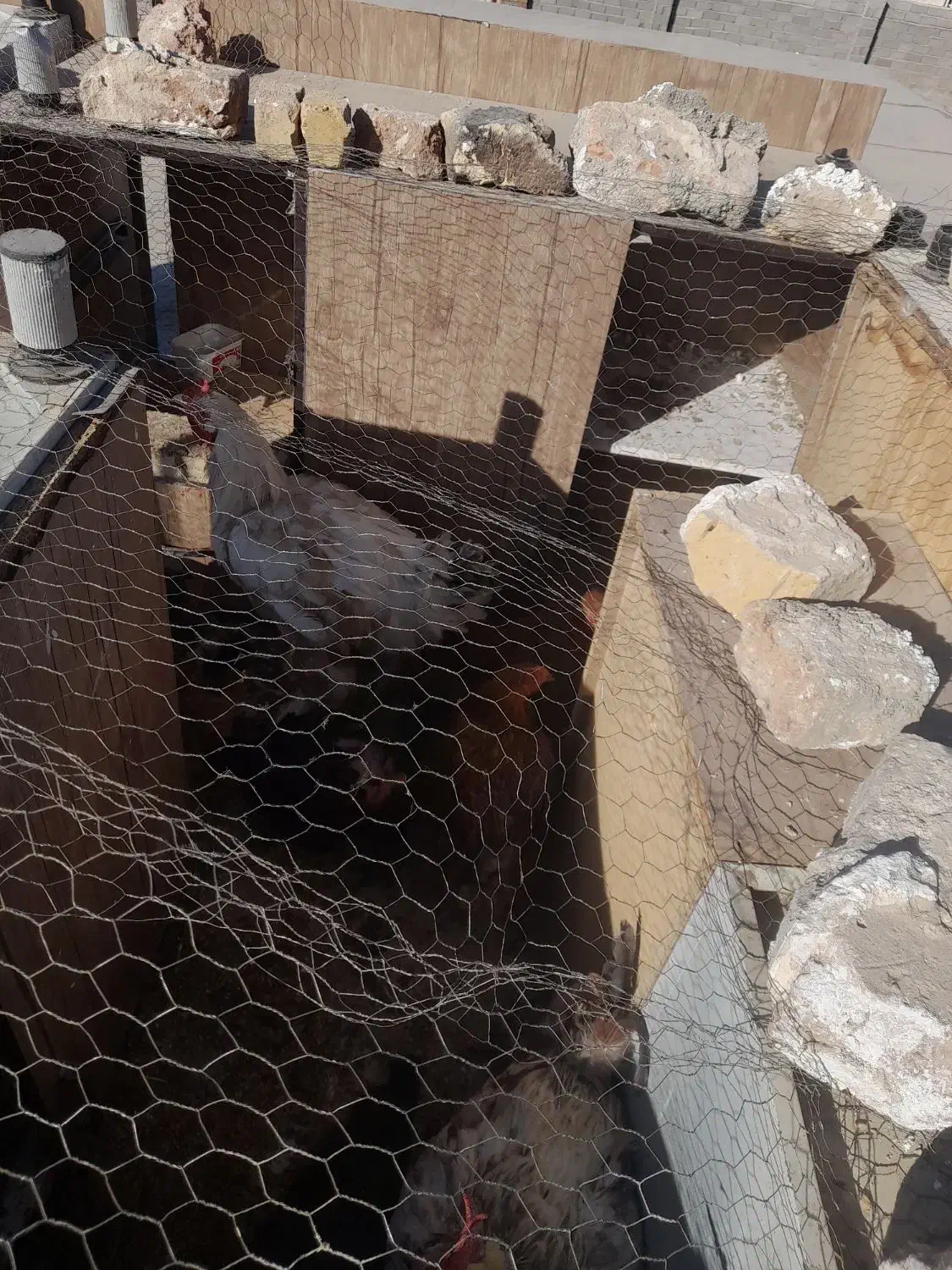 خروس برهما سالم|حیوانات مزرعه|پلنگ آباد, |دیوار