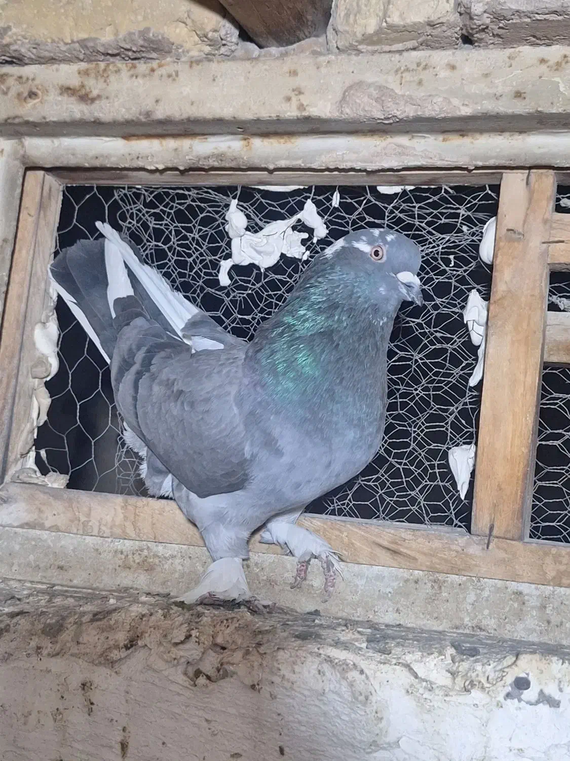 کبوتر اصفهانی بازیکن|پرنده|خمینیشهر, |دیوار