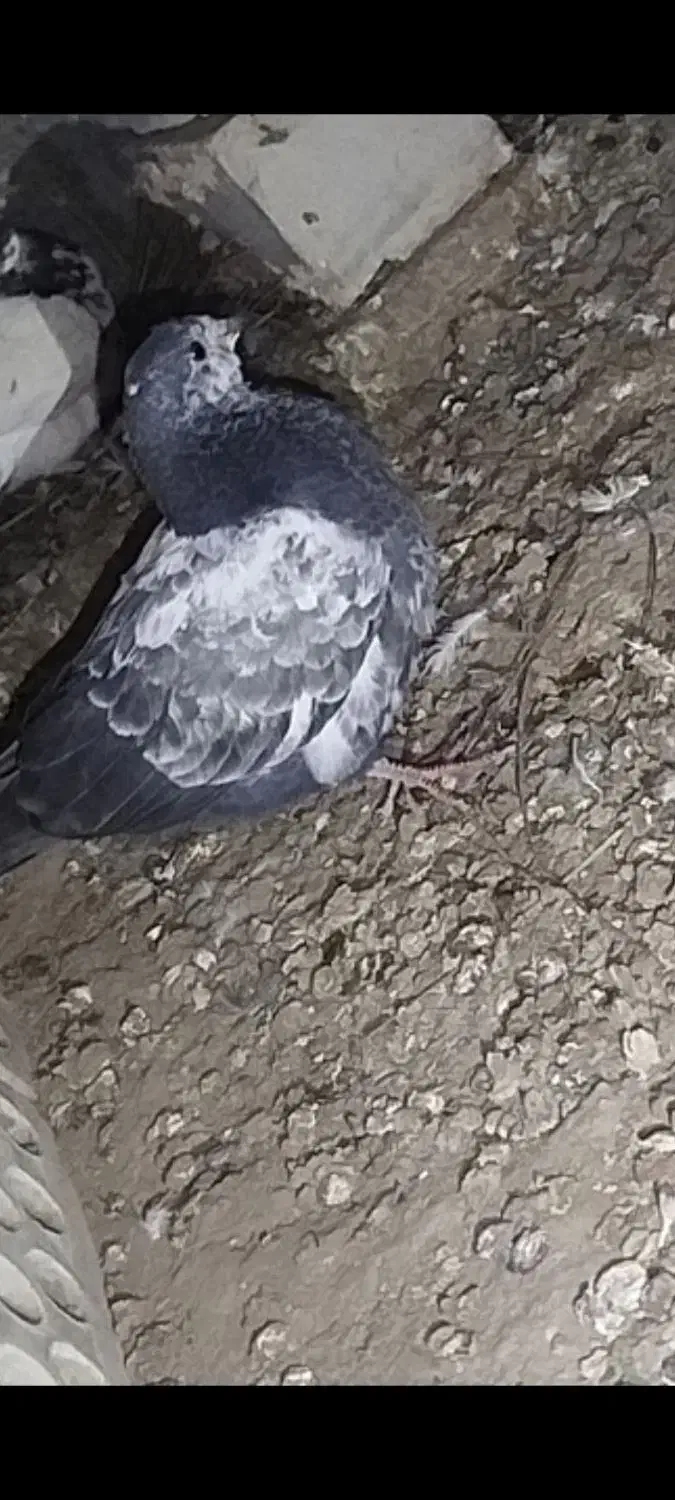 کبوتر گمشده|حیوانات|ایرانشهر, |دیوار