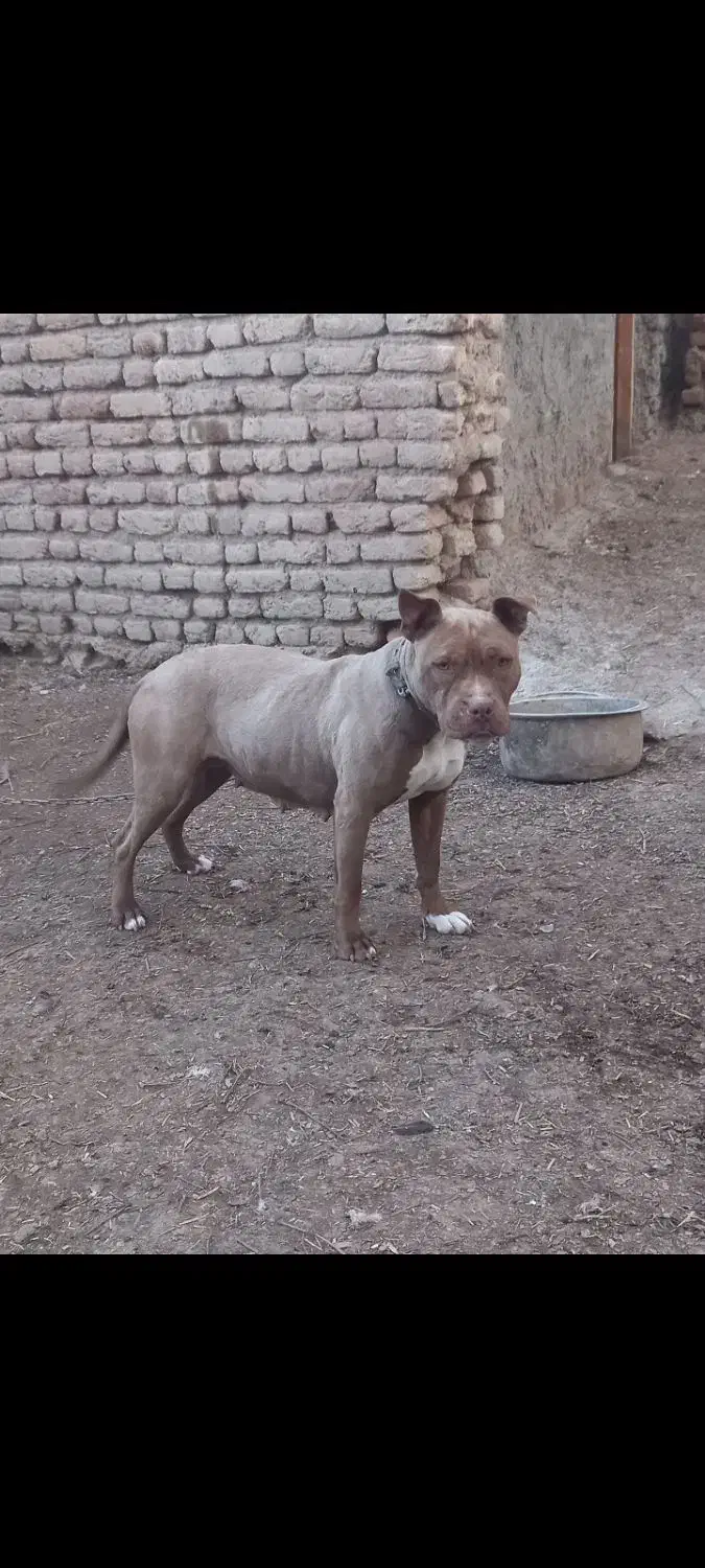 پیتبول ماده|سگ|اردبیل, |دیوار