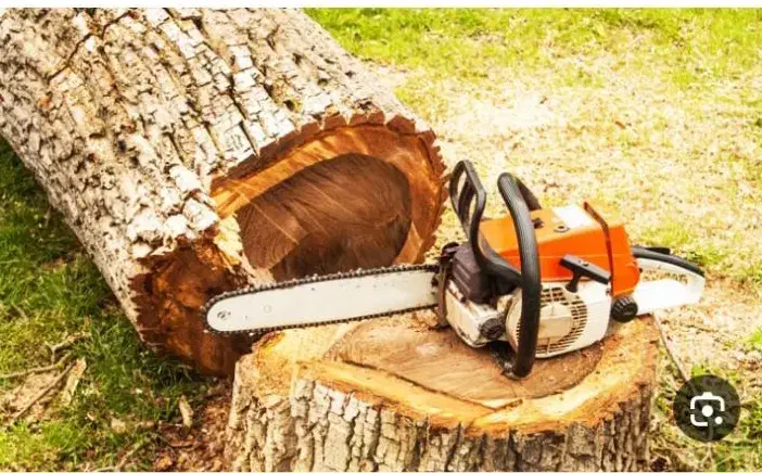 خریدچوب بصورت نقدی|خدمات باغبانی و درختکاری|توکهور, |دیوار