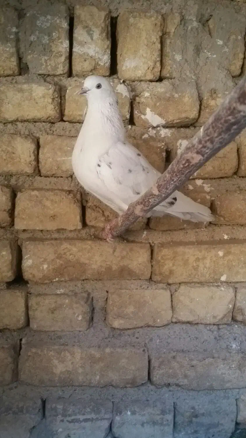 چند جفت کفتر سرور و سوسکی و جوجه|پرنده|پاکدشت, خاتون آباد|دیوار