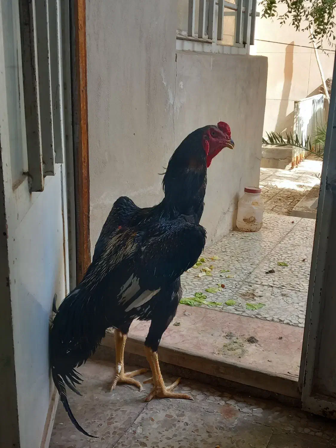 مرغ وخروس اوشامو|حیوانات مزرعه|تهران, نازیآباد|دیوار