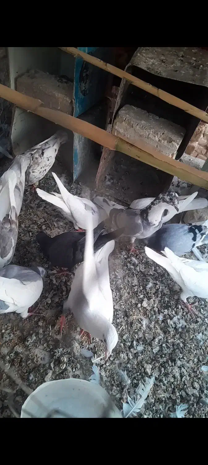 یک کبوتر ابلغ با گلدار گم شده|پرنده|شال, |دیوار