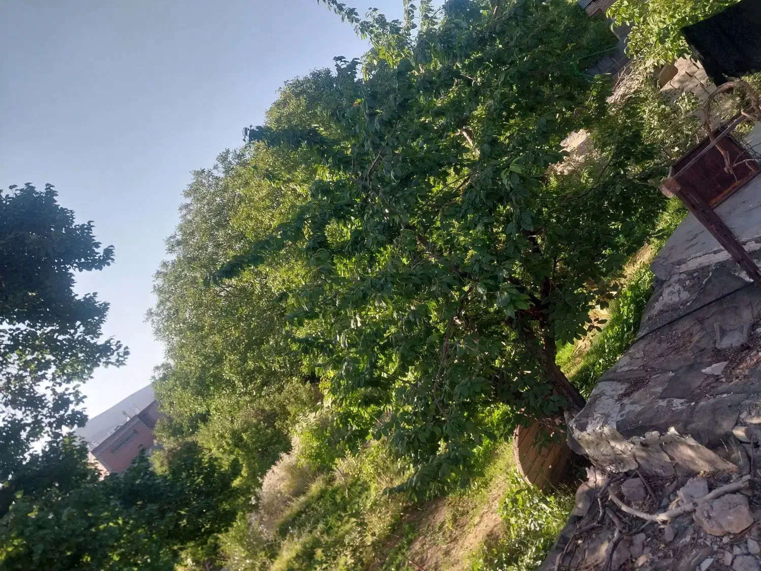 باغ بدون حصار|فروش دفتر صنعتی، کشاورزی، تجاری|ماهان, |دیوار