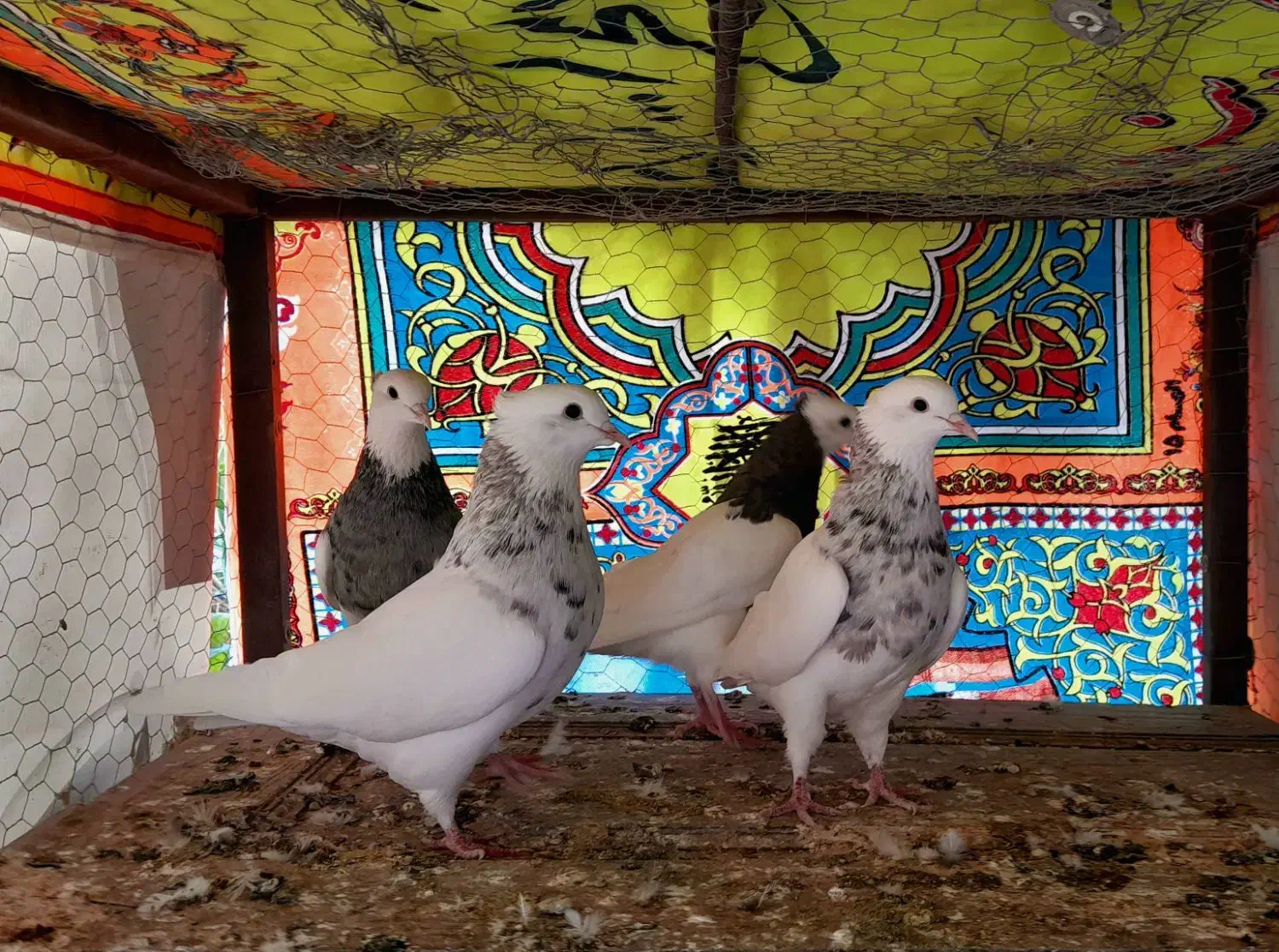 طوقی هفت رنگ|پرنده|طبس, |دیوار