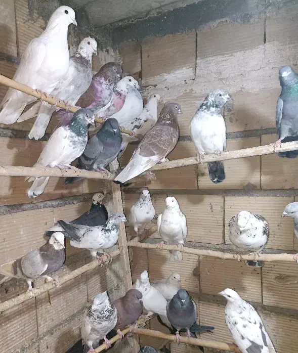 کفتر.جوجه.پرش.خال|پرنده|ری, علایین|دیوار