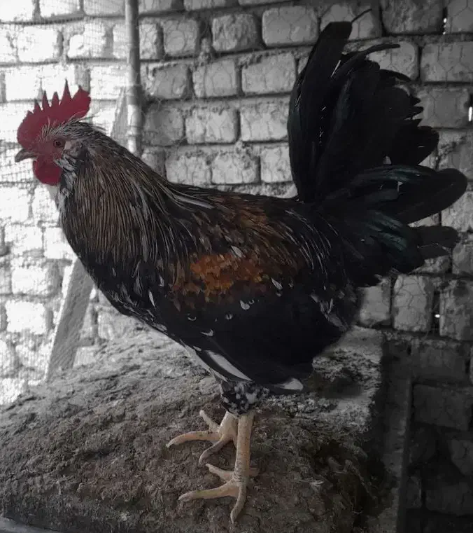 خروس نژاد گلین|حیوانات مزرعه|مبارکه, |دیوار