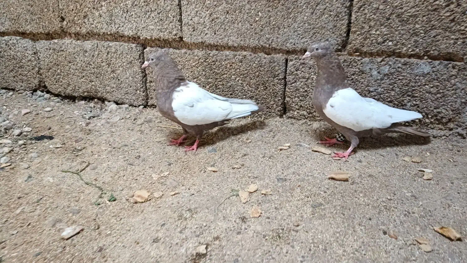 سینه|پرنده|شوش, |دیوار
