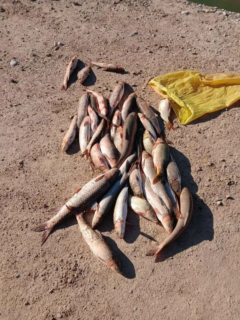 فروش ماهی شیربت صید روز|ماهی|اندیمشک, |دیوار