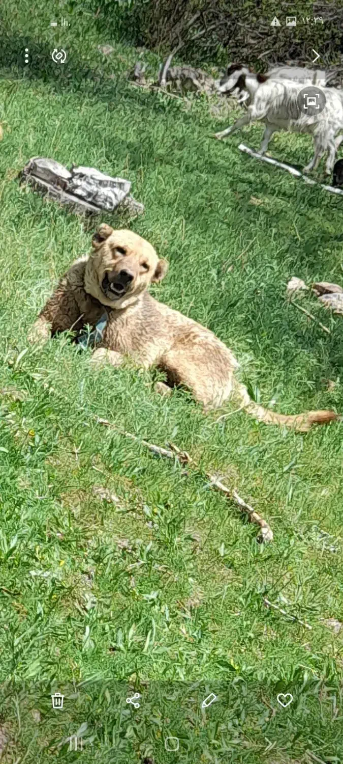 فروش سگ دورگه|سگ|کرفتو, |دیوار