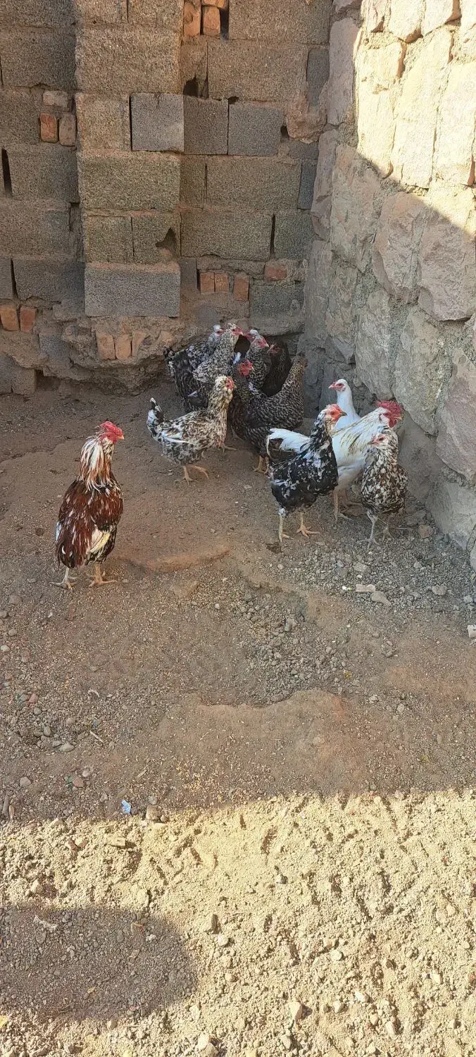مرغ و خروس گلین|حیوانات مزرعه|محمدیه-قزوین, |دیوار