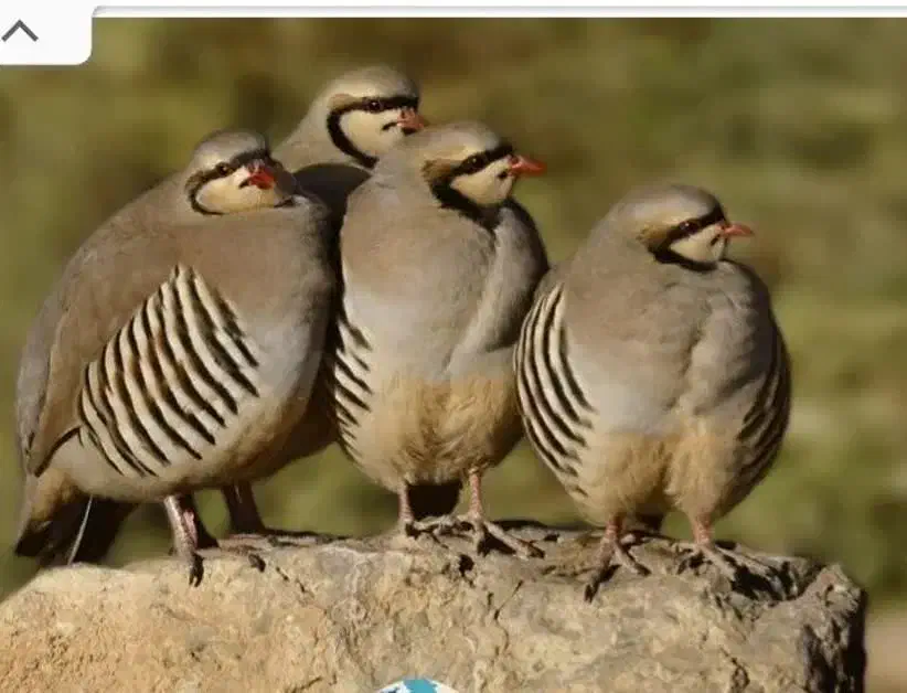 جوجه ۵۰ روزه|حیوانات مزرعه|قم, وادی السلام|دیوار