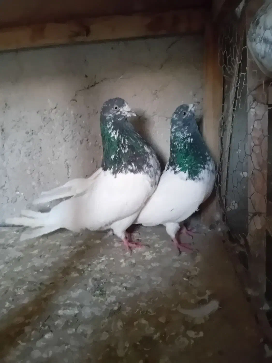 کفتر|پرنده|هشتگرد, گلسار|دیوار