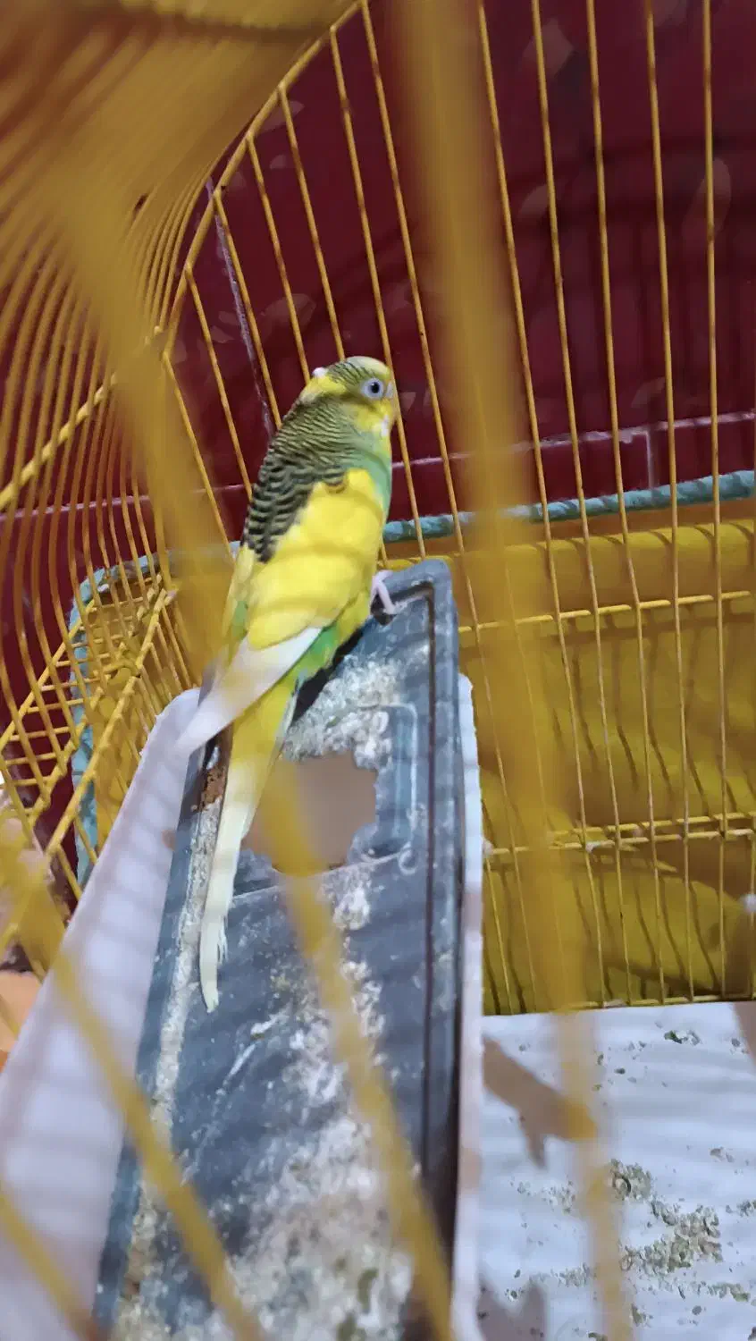 مرغ عشق ماده شرط تخم گذار|پرنده|سوسنگرد, |دیوار