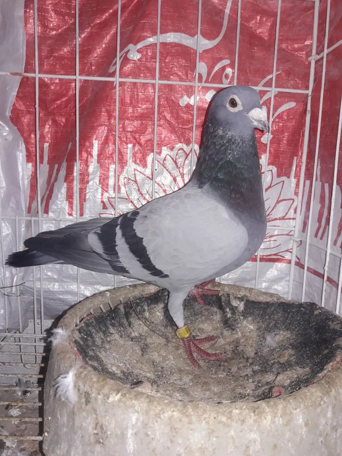 کبوتر|پرنده|مسجد سلیمان, |دیوار