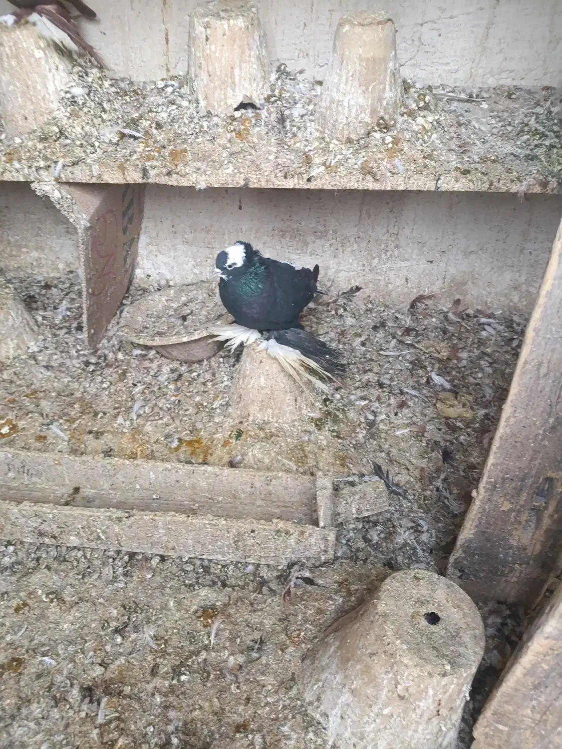 کبوتر|پرنده|تبریز, |دیوار