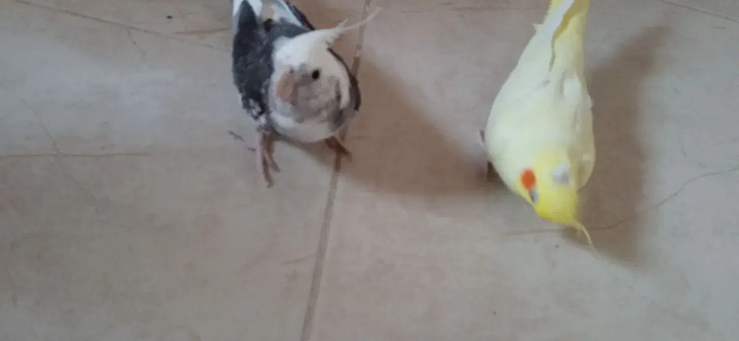 یک جفت عروس هلندی مولد|پرنده|خورموج, |دیوار