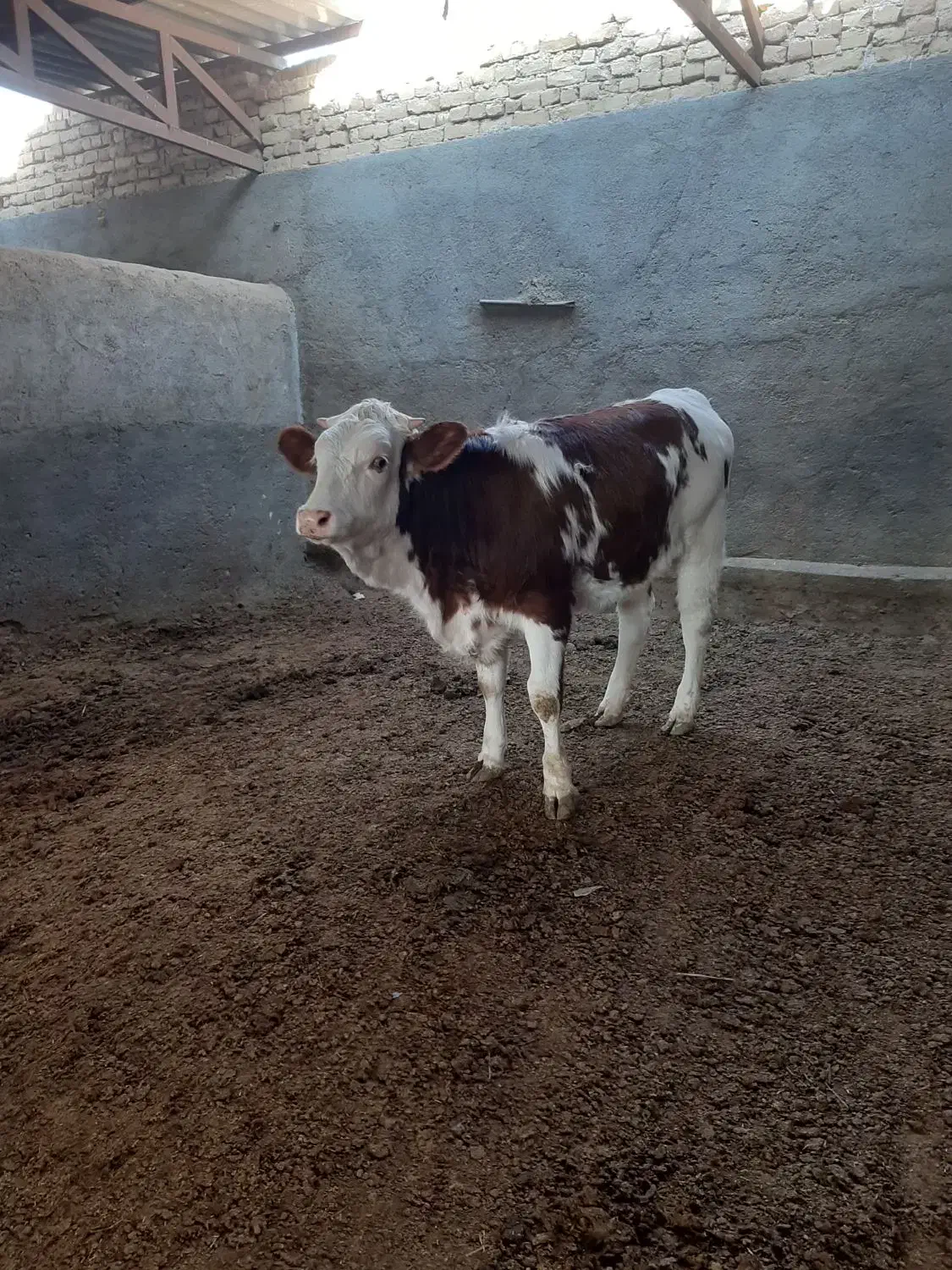 گوساله ماده تلیسه|حیوانات مزرعه|مشهد, خواجه ربیع|دیوار
