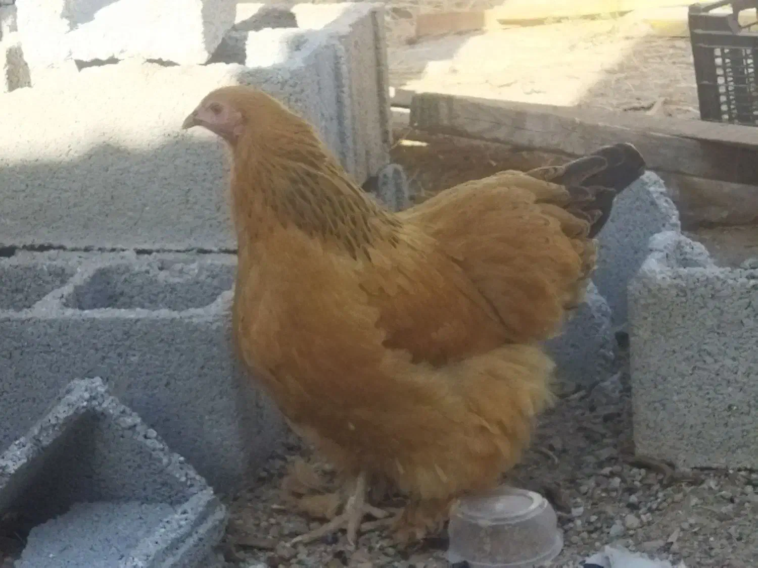 مرغ وخروس برهما|حیوانات مزرعه|شیراز, جمال آباد|دیوار