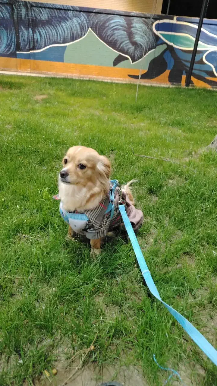 واگذار رایگان مادر وتوله|سگ|کرمان, |دیوار