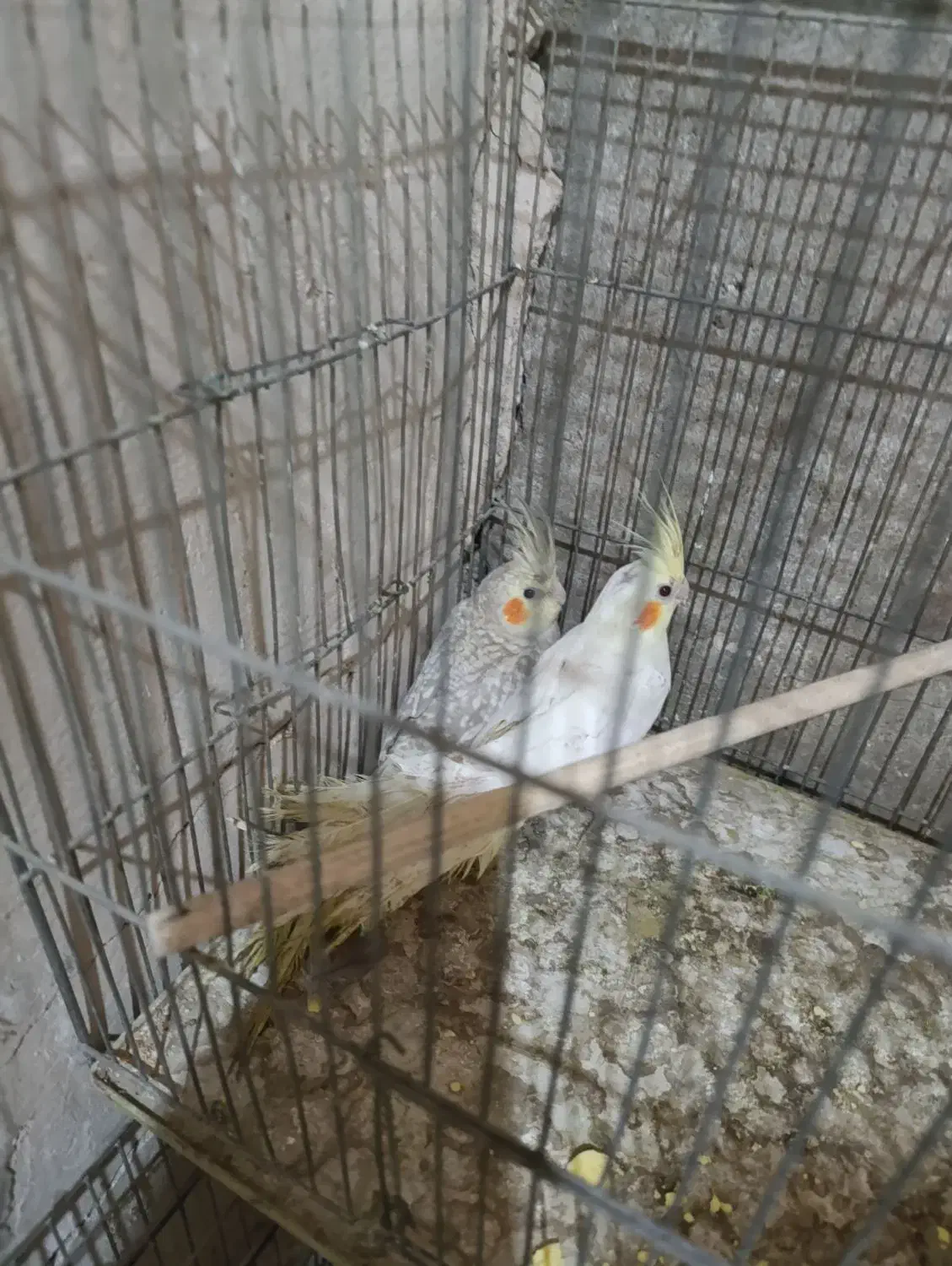 عروس هلندی|پرنده|خمینیشهر, |دیوار