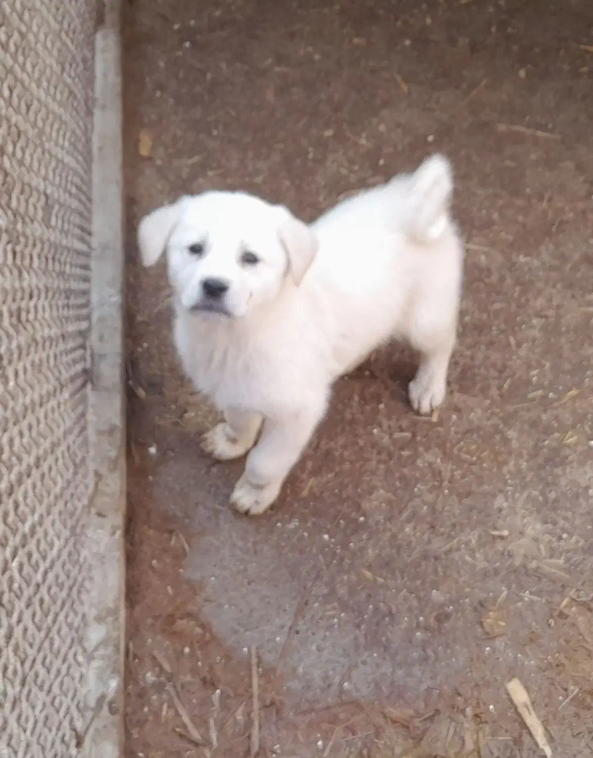 واگذاری چهارعدد توله سگ ماده|سگ|عجب شیر, |دیوار