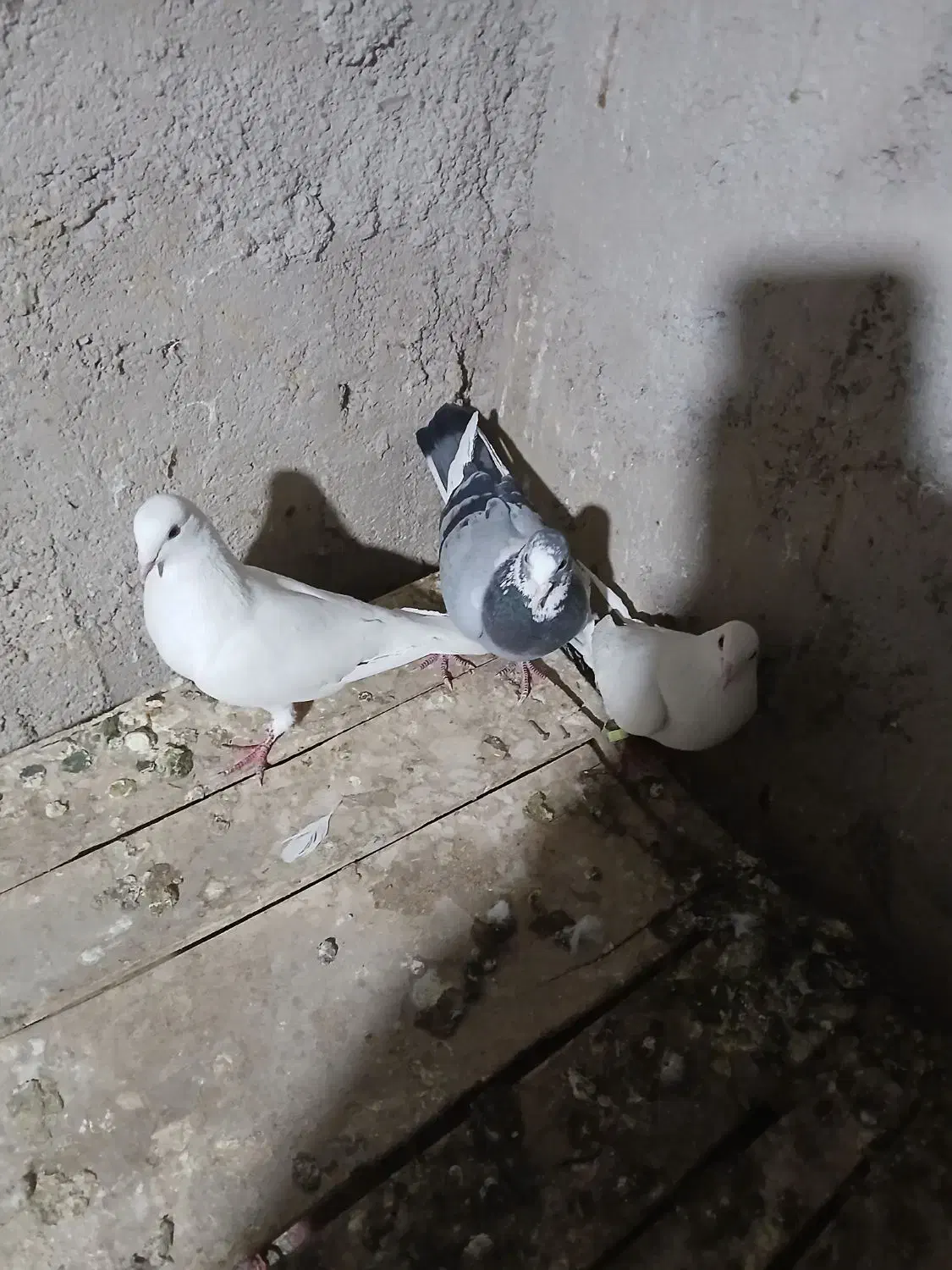 کبوتر|پرنده|سمیرم, |دیوار