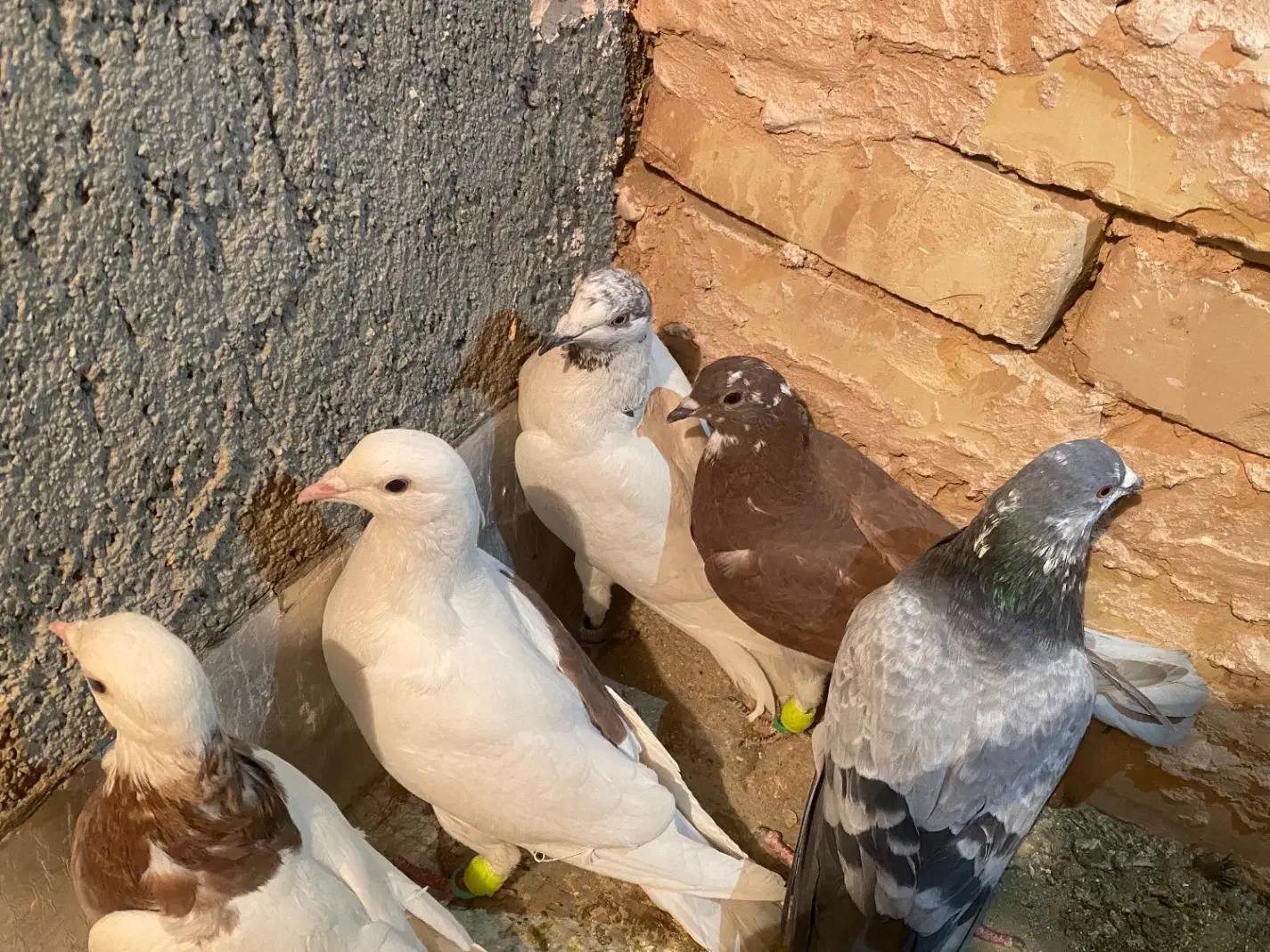 کبوتر پرشی|پرنده|سبزوار, عارف|دیوار